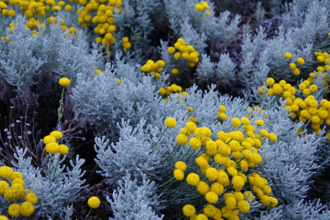 blue tansy: the anti-inflammatory holy grail ingredient