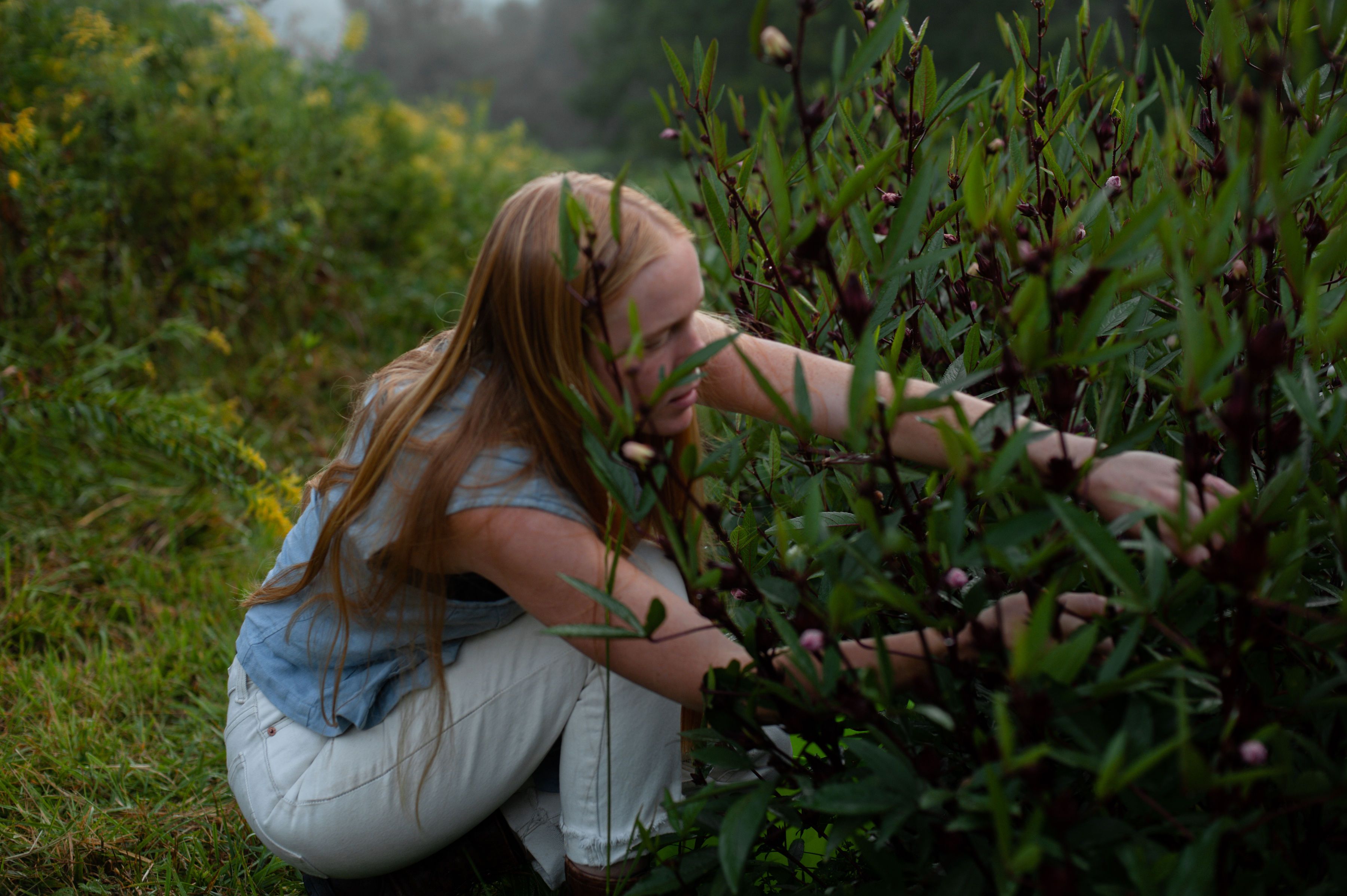 Heilbron Herbs